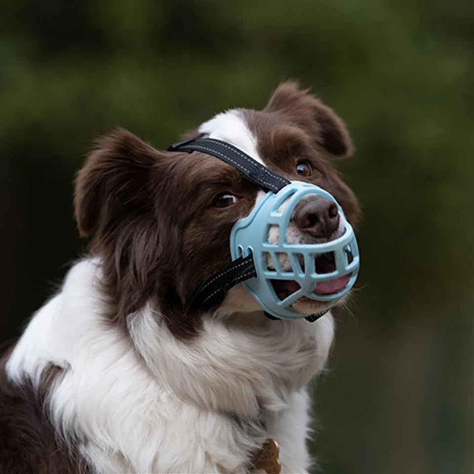 Moncong Anjing Gaya Keranjang